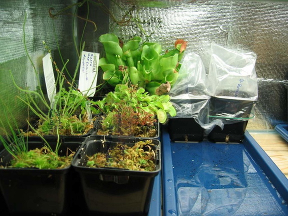 1st tray of plants (new terrarium)