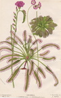 Drosera capensis (346k)