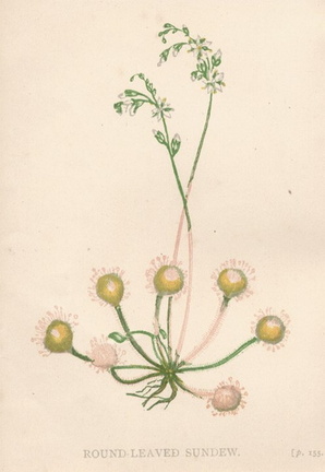 Drosera rotundifolia (49k)