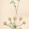 Drosera rotundifolia (49k)