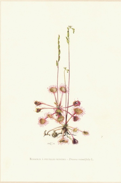 Drosera_rotundifolia_French_95k.jpg