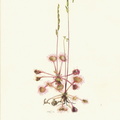 Drosera rotundifolia (French 95k)