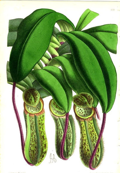 Nepenthes1.jpg