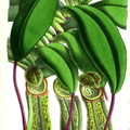 Nepenthes1