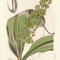 Nepenthes2