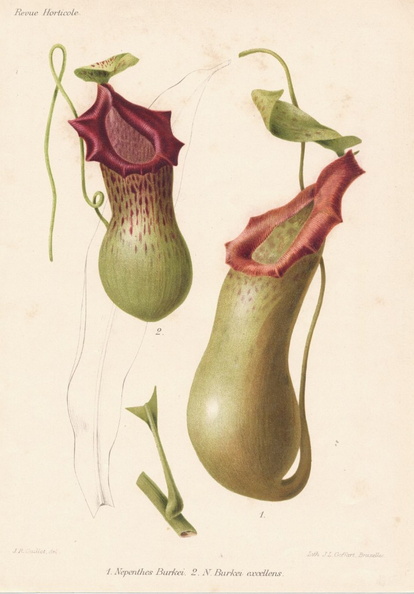 Nepenthes3.jpg