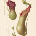 Nepenthes3