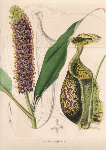 Nepenthes5.jpg