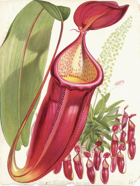 Nepenthes6
