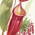 Nepenthes6.jpg