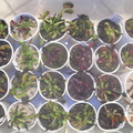 Part of VFT collection
