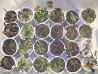 Part of VFT collection