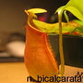 n. bicalcarata