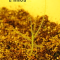 young b. liniflora from seed