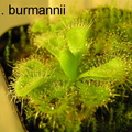 d. burmannii