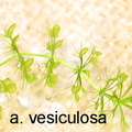a. vesiculosa