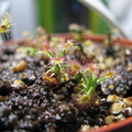Drosera roseana/scorpiodes