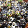 Drosera roseana/scoripiodes