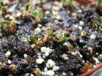 Drosera roseana/scoripiodes