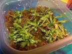 Dionaea cuttings after growing all winter.