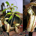 N. rafflesiana