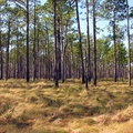 The Nature Conservancy pine savannah