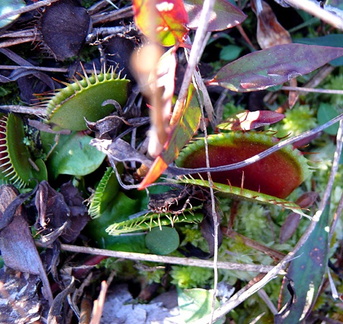 Trap colors ranged from green to red and some traps were dark red on the outside.