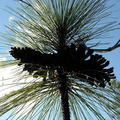 At the Nature trail in Wilmington...&quot;Little Big Pine&quot;...a longleaf pine sapling trying to play with the big boys with