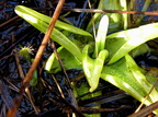 Amazingly, we find Pinguicula!  Under grasses with a companion D. capillaris sprouting.  P. lutea?
