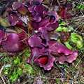 Nice clump of purps with flytraps at a nature center