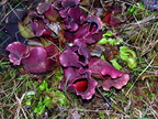Nice clump of purps with flytraps at a nature center