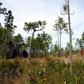 Possible Sarracenia rescue site for NASC if owner gives permission