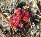Watch where you step!  Tiny sundews are sprinkled here and there.  D. brevifolia