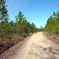 Entering the swamp along wide, sandy access roads