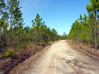 Entering the swamp along wide, sandy access roads