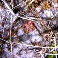Little sundew nestled in sand. D. capillaris