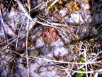 Little sundew nestled in sand. D. capillaris