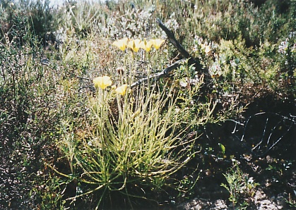 Drosophyllum4.jpg