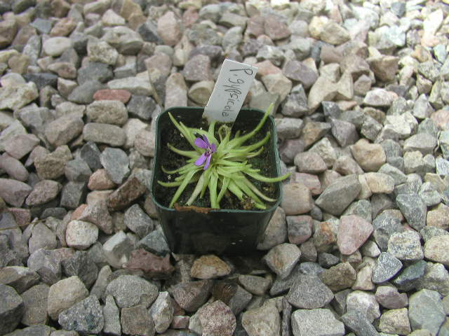 pgypsicolaflower