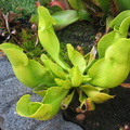 Sarracenia_Purpurea_ssp_Purpurea_var_Heterophylla_1.jpg