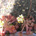 D. Rotundifolia Flower