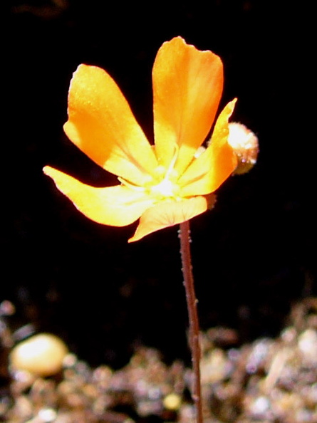 D_echinoblastus_flower.jpg