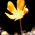 D echinoblastus flower