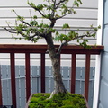 bonsai maple 1