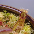 seedling N. hamata