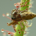 D. graminifolia with spider