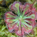 An overhead view of a very dewy "D.spatulata "kanto"
