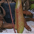 Tall inflated pitcher of N.ventricosa X maxima