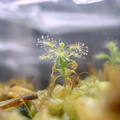 Pygmy Drosera nitidula x pulchella at 4 months of age