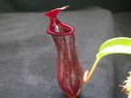 N. x lowii x ventricosa red